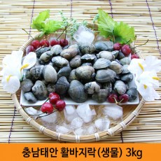 충남태안 활바지락[생물] 3kg
