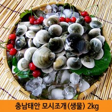 충남태안 모시조개[생물] 2kg