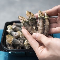 거북손 1kg
