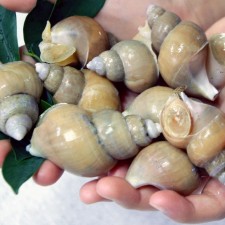 백골뱅이 1kg(45미쯤)