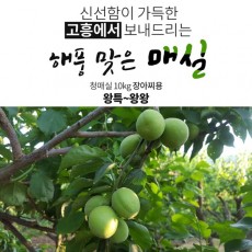 해풍맞은 고흥청매실 장아찌용 10k (왕특,왕왕) /예약판매 6.4일부터 순차발송