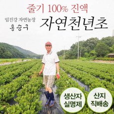 임진강 자연농장의 자연천년초 30포