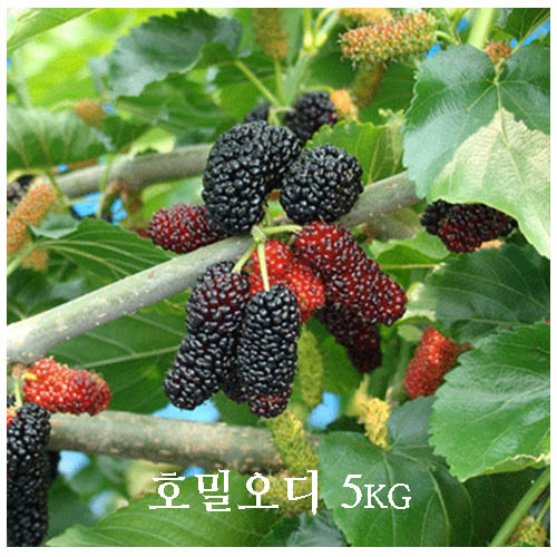 호밀오디 한박스 5k