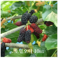 호밀오디 한박스 10k