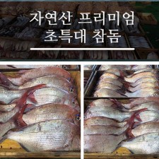 자연산 프리미엄 초특대 참돔