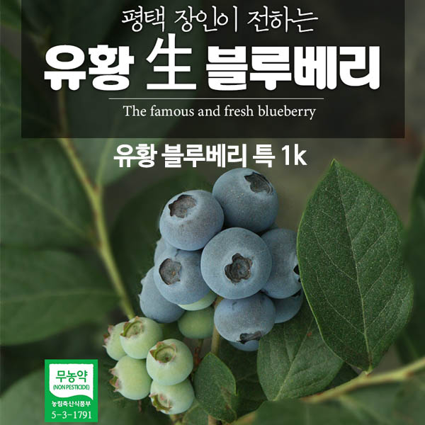유황 블루베리 특 1k /6월25일부터 순차발송