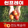 천도왕자 썬프레이 1박스 2K (14과 내외)