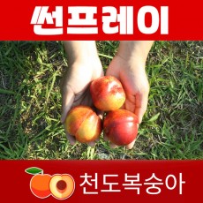 천도왕자 썬프레이 1박스 2K (14과 내외)
