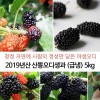 2019년산 산뽕오디생과 (급냉) 5kg