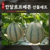 건강메론 칸탈로프 메론 1박스 2-3과  5k