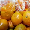 제주산 노지 감귤 10kg - 2L (사이즈 2L)