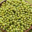 25년산 국산 녹두 1kg 3봉(특품)