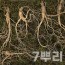 [천생삼농장] 산양산삼 9-10년 특상품 선물포장 7뿌리
