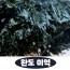완도 건미역 250g(정품)