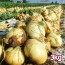 26년산 흰양파 3kg(개당 100~200g)