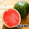 ★여름제철★ 당도보장 국내산 시원한 꿀수박 하우스수박 5kg내외