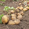 미각기행 2026년 국내산 햇 감자 대 3kg(대 사이즈 개당 중량 80-110g)