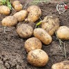 미각기행 2026년 국내산 햇 감자 대 10kg(대 사이즈 개당 중량 80-110g)