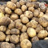 미각기행 2026년 국내산 햇 감자 특 5kg(특 사이즈 개당 중량 110-160g)