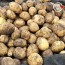 미각기행 2026년 국내산 햇 감자 특 5kg(특 사이즈 개당 중량 110-160g)