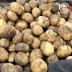 미각기행 2026년 국내산 햇 감자 왕특 5kg(왕특 사이즈 개당 중량 160-210g)