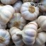 국산 26년산 통마늘(햇마늘) 3kg 내외(특/대 혼합)