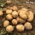 [클래식농원] GAP, 저탄소 국내산 괴산 두백감자 중소 3kg