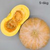 잘 익은 국산 늙은호박 5~6kg (특품)