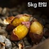 여주 햇고구마 비세척 꿀고구마 베니하루카 5kg 한입
