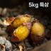 여주 햇고구마 비세척 꿀고구마 베니하루카 5kg 특상
