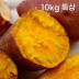 해남 직송 호박고구마 10kg 특상