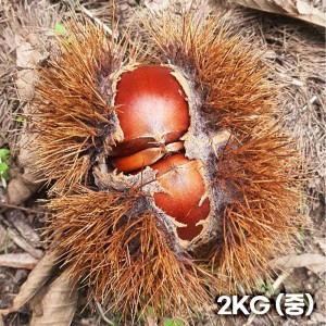 꼬소한 맛이 한가득! 26년 옥황 공주햇밤 2KG (중)