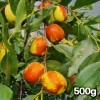 달콤아삭 햇 사과대추생과 500g (왕특~대 )