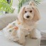[개과천선] 큐피트 애견 강아지 원피스 면사 옷 올인원 고양이 XS~M