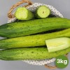 국산 백오이 3kg(정품9~15개)