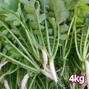 기본 손질한 국산 여린열무 특품 4kg 내외