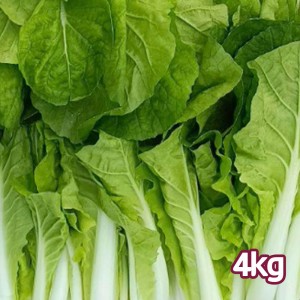 손질한 국산 얼갈이 배추 특품 4kg 내외