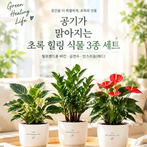 공기가 맑아지는 초록 힐링 식물 3종