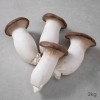 [경매선별농산물] 새송이버섯 2KG