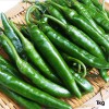 [경매선별농산물] 청양고추 1KG(특)