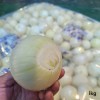 [경매선별농산물] 깐양파 1KG(200G내외/EA)