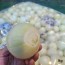 [경매선별농산물] 깐양파 1KG(200G내외/EA)