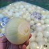 [경매선별농산물] 깐양파 1KG(200G내외/EA)