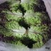 [경매선별농산물] 꽃상추(포찹) 4KG(특,박스)