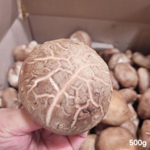 [경매선별농산물] 생표고버섯 500G(특)