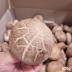 [경매선별농산물] 생표고버섯 500G(특)