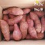 [해남별] 해남 호박고구마 3kg 중