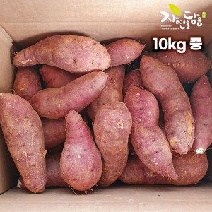 [해남별] 해남 호박고구마 10kg 중