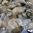 통영 생굴 500g