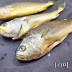 특大 반건조 부세굴비 10미 / 27~30cm(내외), 300g내외